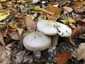 Szürke tölcsérgomba (Clitocybe nebularis), Börzsöny